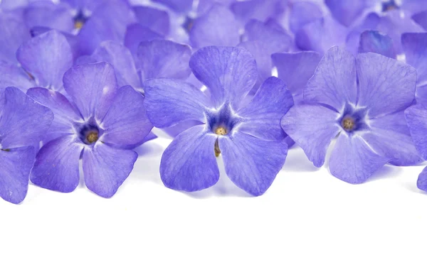 Periwinkle flower blue — Stock Photo, Image