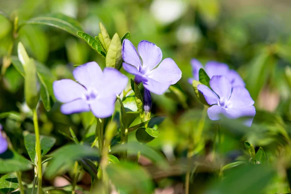 Periwinkle växer i skogen — Stockfoto