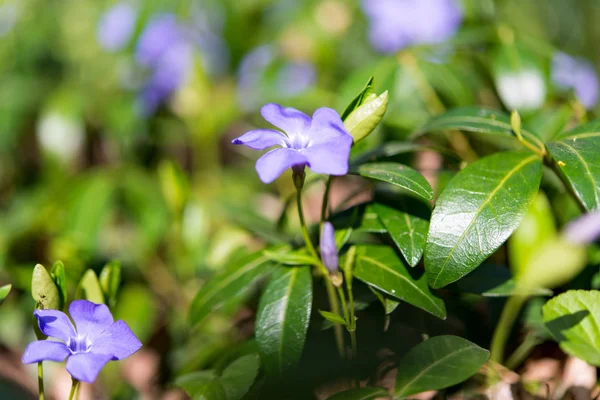 Periwinkle creciendo en el bosque — Foto de Stock