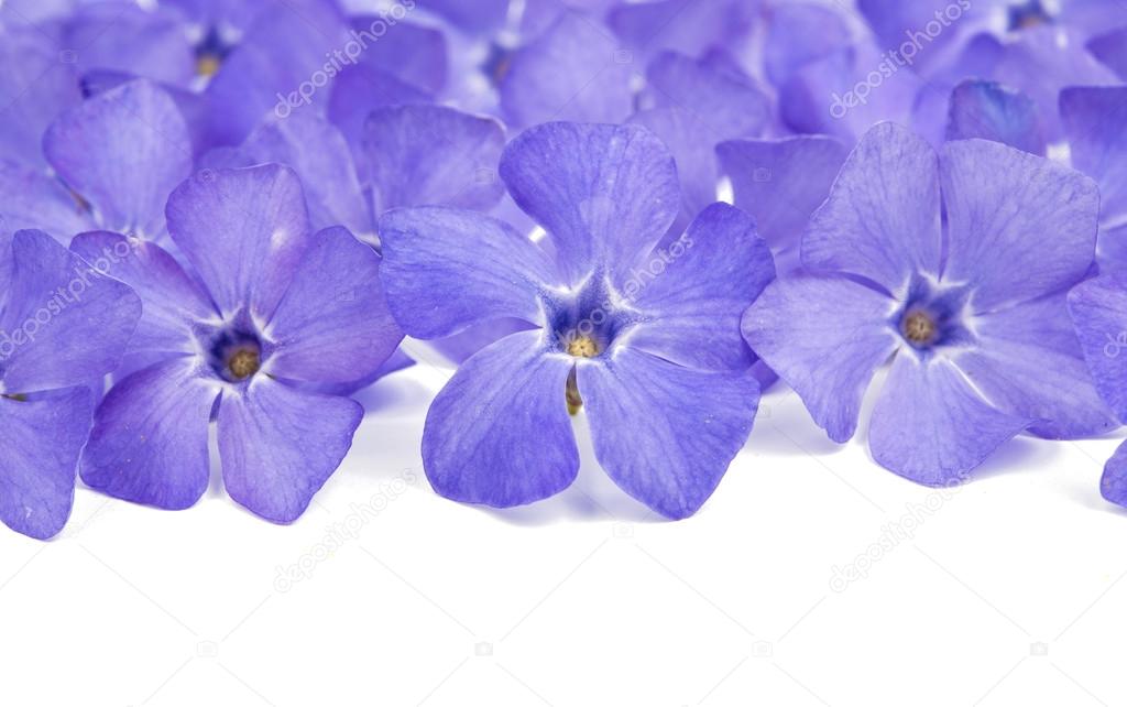 periwinkle flower blue