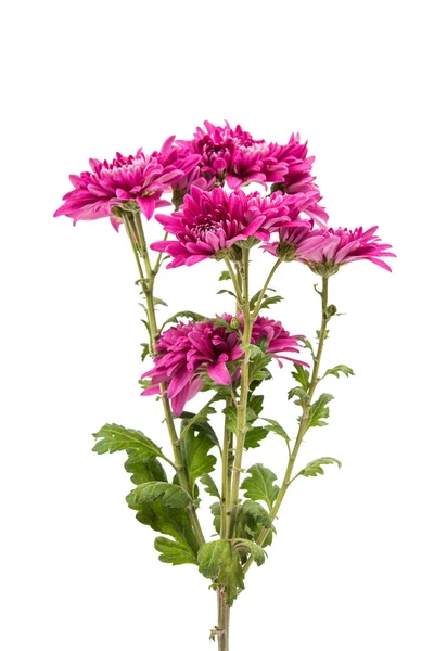 Chrysanthemum flower color — Stock Photo, Image