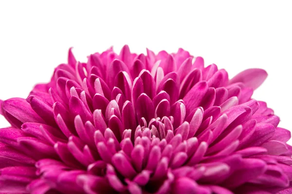 Chrysanthème botanique couleur — Photo