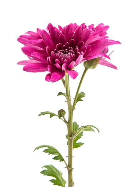 Chrysanthemum botany color — Stock Photo, Image