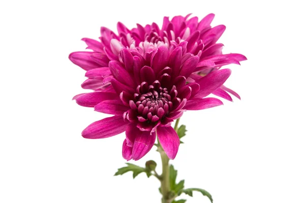 Chrysanthème botanique couleur — Photo