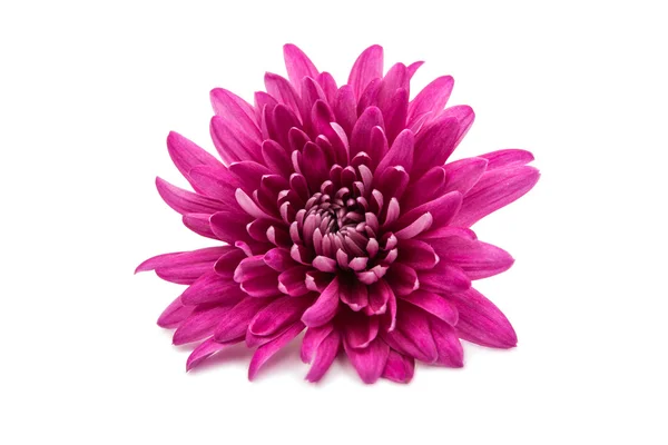 Crisantemo botánica color —  Fotos de Stock