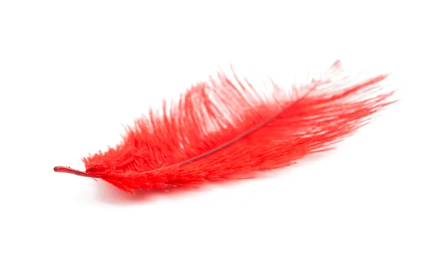 Red fluffy feather — Stock Photo, Image