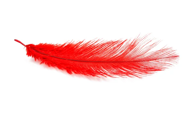 Czerwone pióro ptak — Zdjęcie stockowe