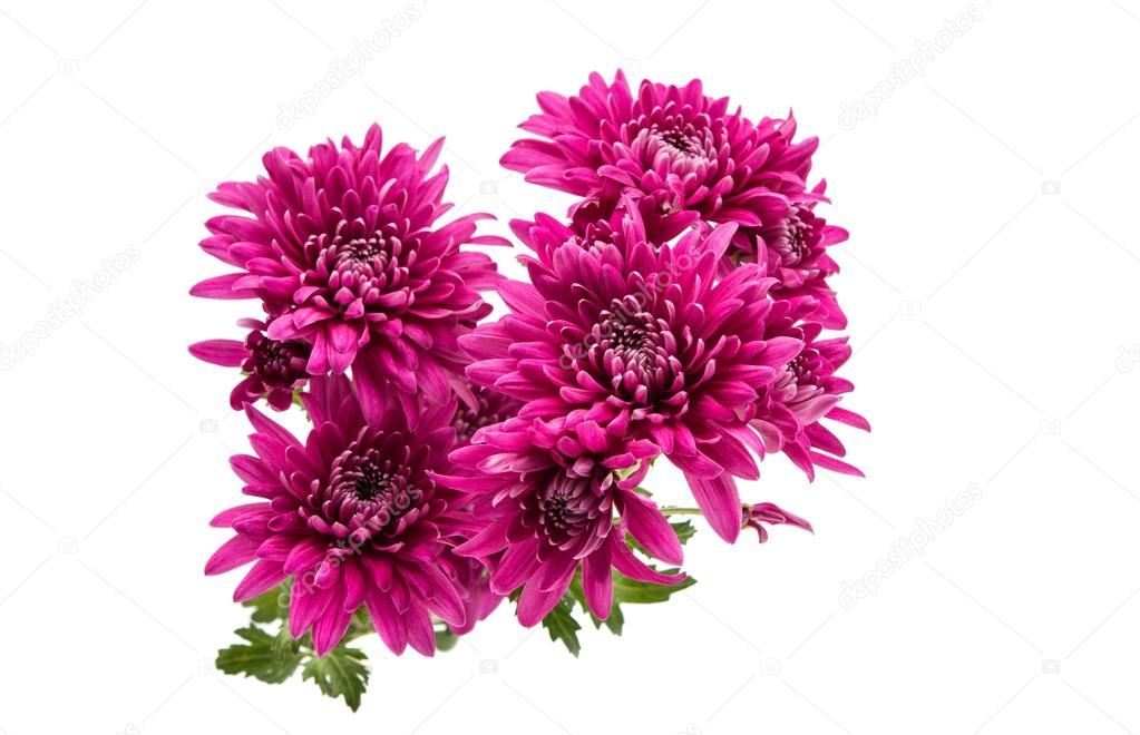 chrysanthemum flower color