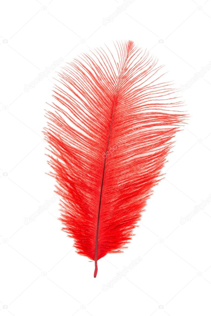 Red feather bird