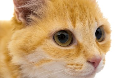 Kırmızı kedi hayvan