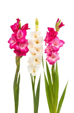 renkli Glayöl çiçek