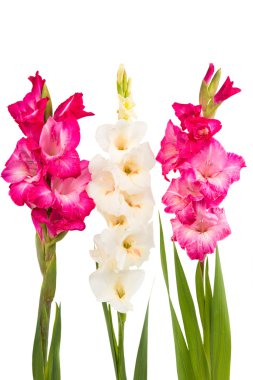 Glayöl çiçek pembe