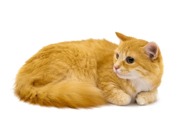 Red fur cat — Stock Photo, Image