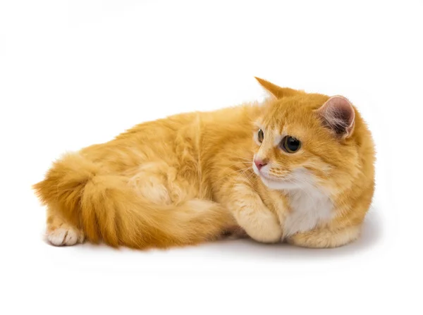 Animal gato vermelho — Fotografia de Stock