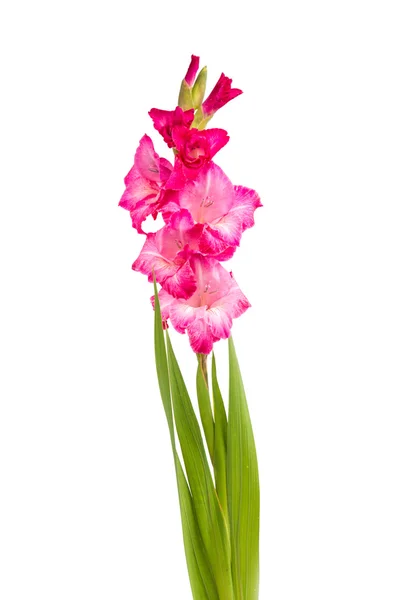 Flor de gladiolo colorido —  Fotos de Stock