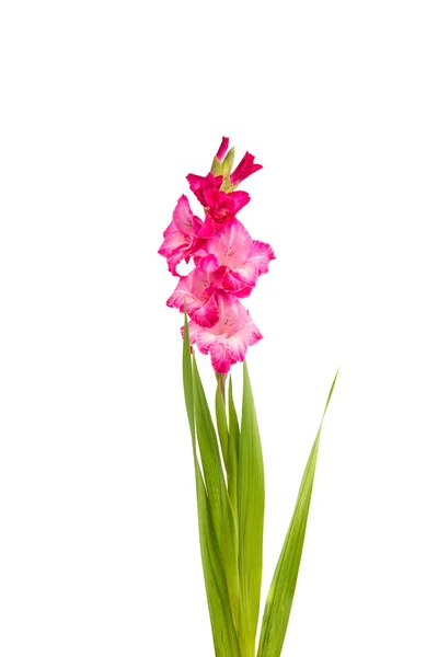 Gladiolenblüte rosa — Stockfoto