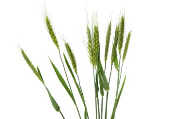 buğday yeşil kulaklar 