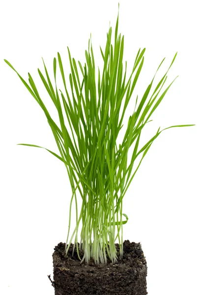 Green grass isolated — Stock Photo, Image