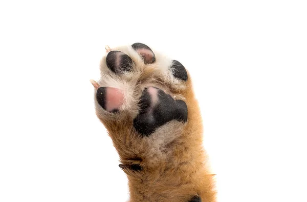 Welpen-Pfotenhund — Stockfoto