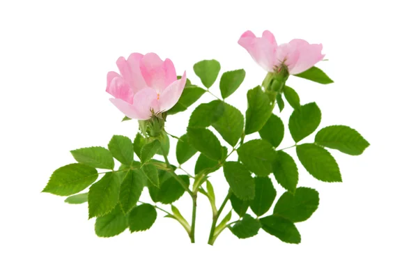 Rose wild rose — Stock Photo, Image