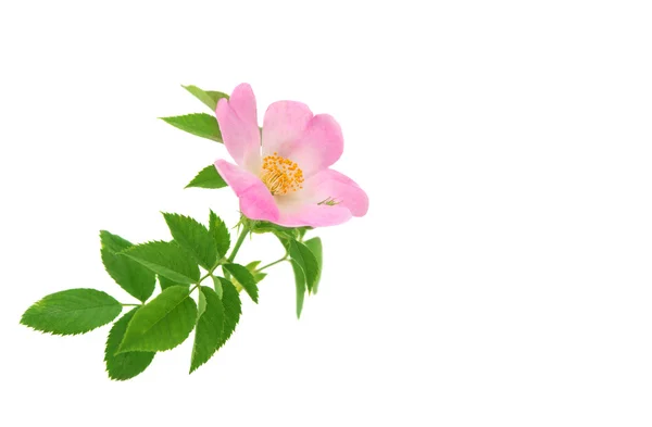 Róża Dzika róża — Zdjęcie stockowe