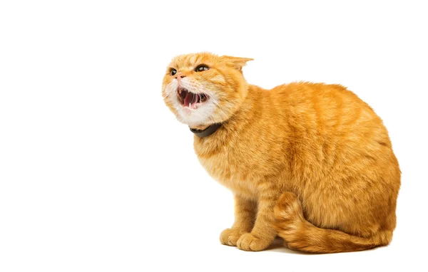 Aggressiv röd katt — Stockfoto