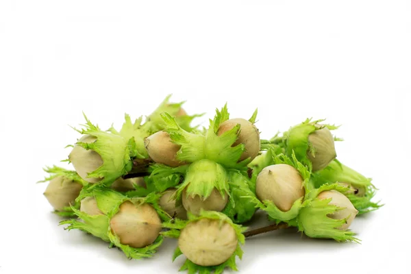 Green hazel nuts — Stock Photo, Image