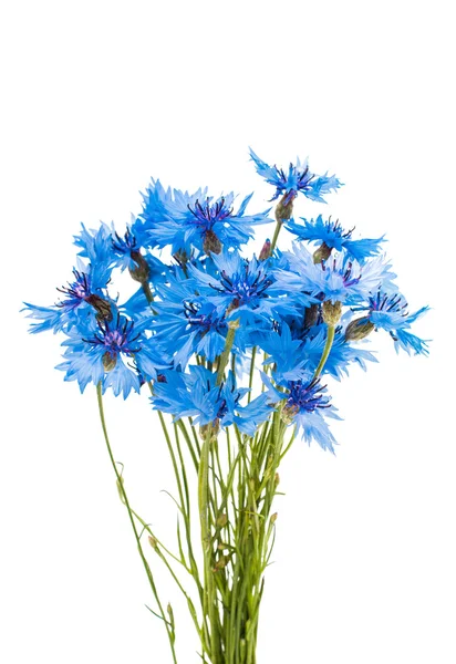 Hermoso aciano azul —  Fotos de Stock
