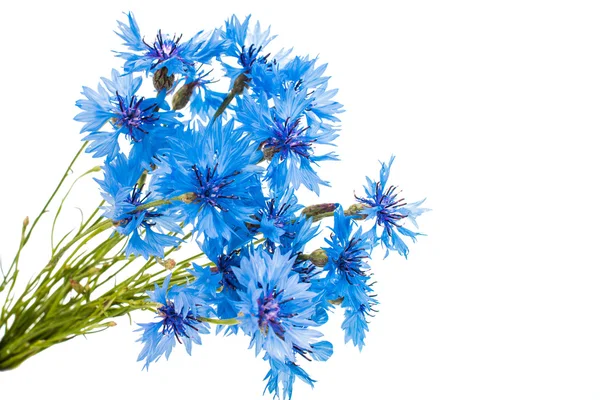 Beautiful blue cornflower — Stock Photo, Image