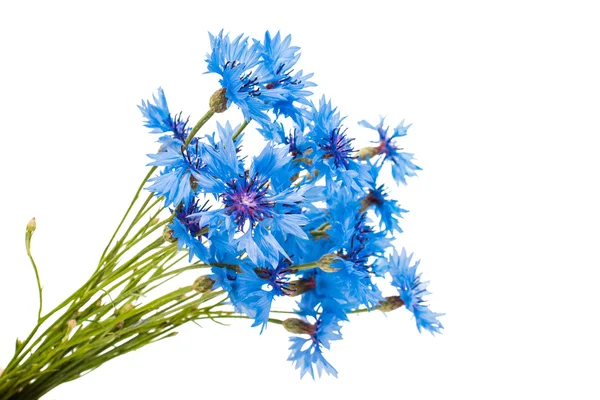 Beautiful blue cornflower — Stock Photo, Image