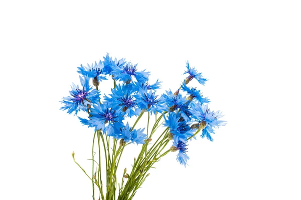 Vackra blå blåklint — Stockfoto