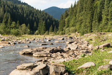 Yaz dağı manzarası. 