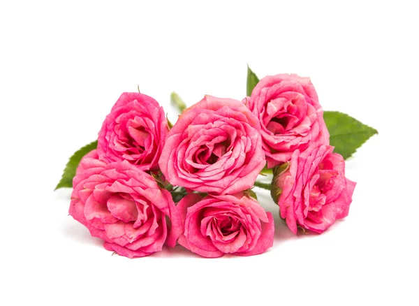 Маленькие розовые розы — стоковое фото