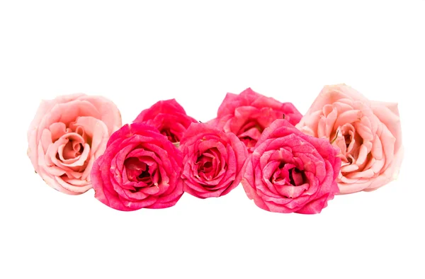 Μικρό ροζ τριαντάφυλλα — Φωτογραφία Αρχείου