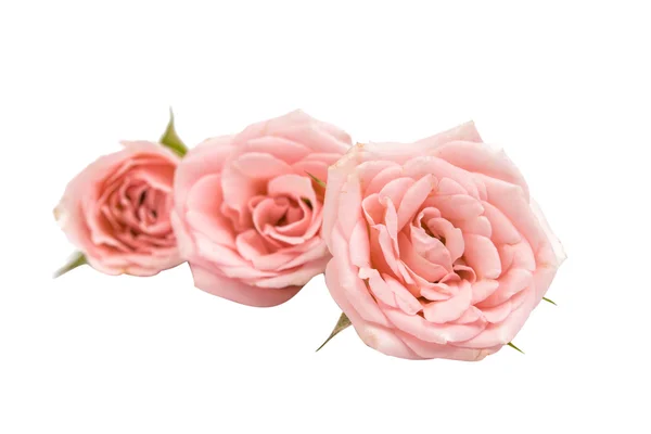 Rosas rosa pequenas — Fotografia de Stock