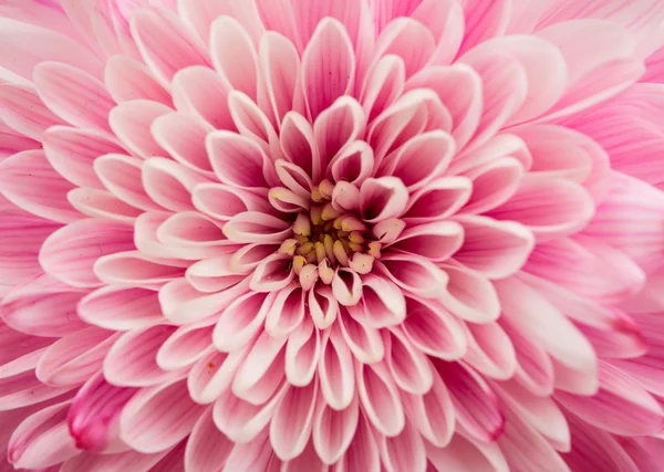 Chrysanthemum flower close-up — Stock Photo, Image