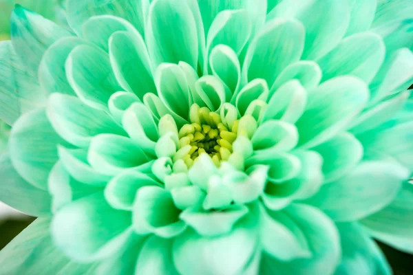 Chrysanthème fleur close-up — Photo