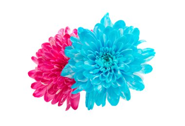 güzel sonbahar kasımpatı çiçekleri 