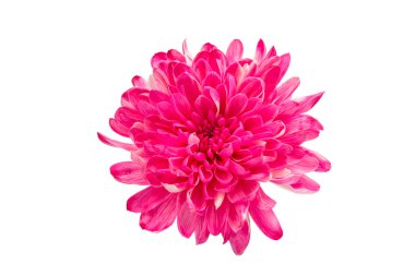 güzel sonbahar kasımpatı çiçekleri 