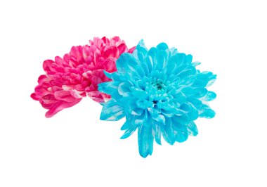 güzel sonbahar kasımpatı çiçekleri 