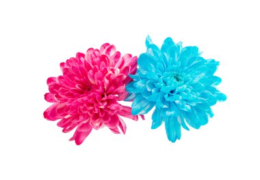 güzel sonbahar kasımpatı çiçekleri 