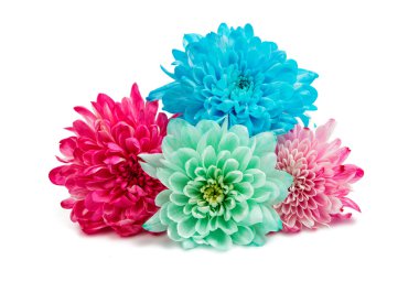 güzel sonbahar kasımpatı çiçekleri 