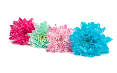 güzel sonbahar kasımpatı çiçekleri 