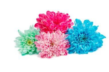 güzel sonbahar kasımpatı çiçekleri 