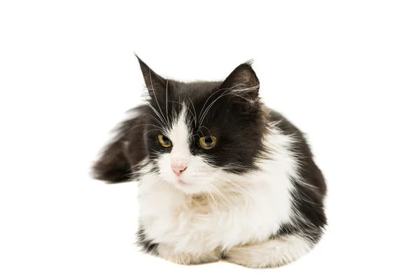 Siyah beyaz kedi — Stok fotoğraf