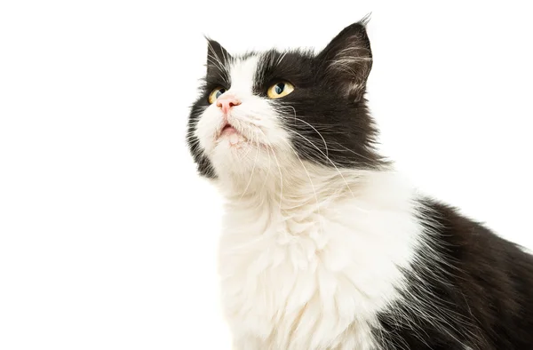 Black and white cat — Stock Photo, Image