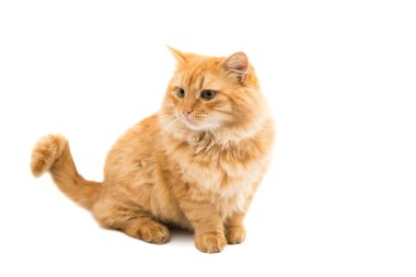 Kırmızı kedi hayvan