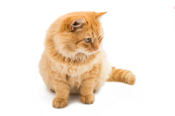 Vörös macska állat — Stock Fotó
