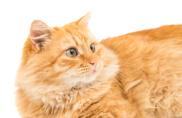 Gato rojo animal —  Fotos de Stock