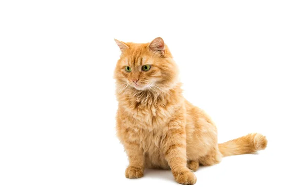 Vörös macska állat — Stock Fotó